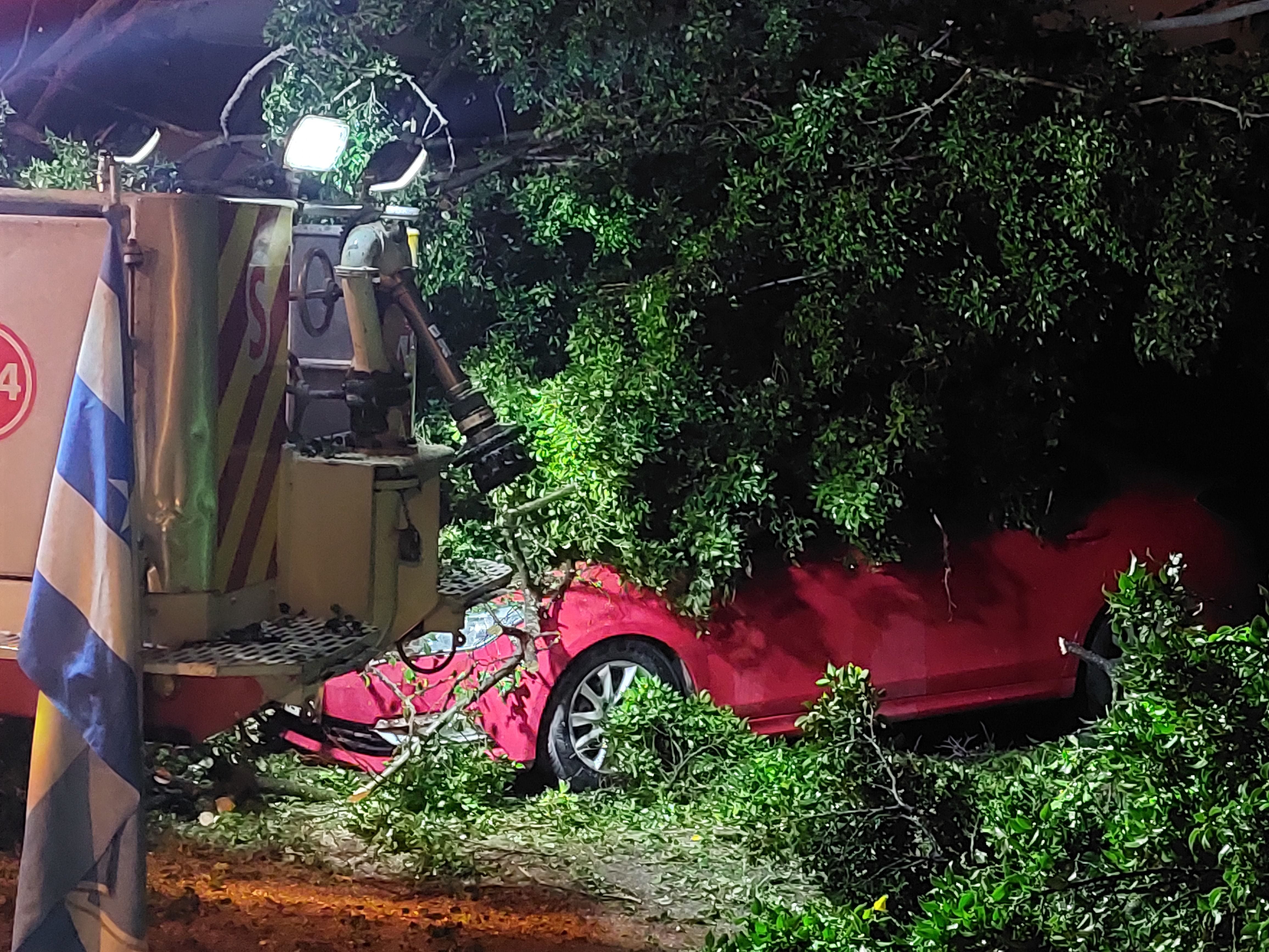 Tres árboles colapsaron sobre automóviles en Sauces 7, norte de Guayaquil