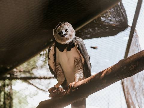 Pareja de águila harpía del Parque Histórico de Samborondón dejó de reproducirse tras tener tres crías en cautiverio, ambos ejemplares están longevos 