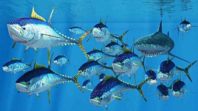 El atún es uno de los pescados más consumidos del mundo.
