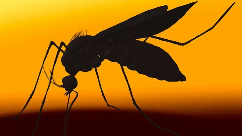 Mosquitos como el Aedes aegypti se reproducen con más facilidad en temporadas de calor intenso o lluvias. Getty Images