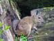 Esta es la enigmática vizcacha, endémica de Ecuador, conocida como arnejo por tener orejas similares a las de un conejo y cola parecida a la de una ardilla