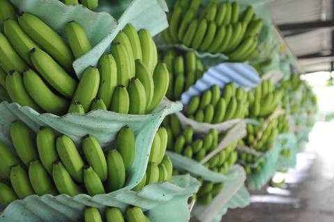 Banano ecuatoriano ya llegó a China con menos aranceles por acuerdo comercial