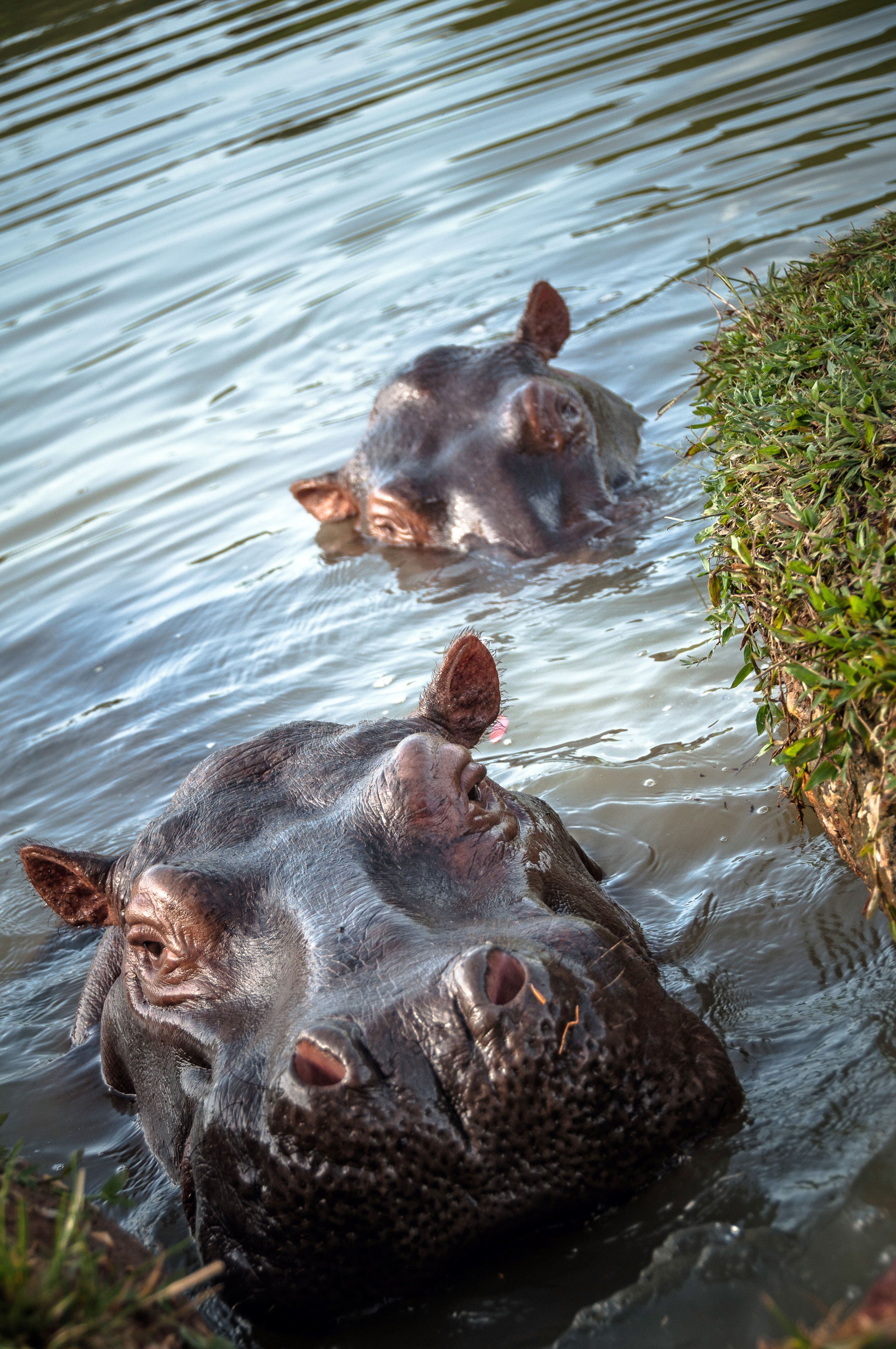 Imagen cedida por el Instituto Humboldt de hipopótamos en el municipio de Doradal (Colombia). EFE/ Felipe Reyes Instituto Humboldt 