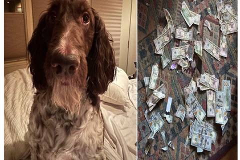 La fuerte odisea de una pareja de Pensilvania para recuperar los 4.000 dólares que su perro se comió