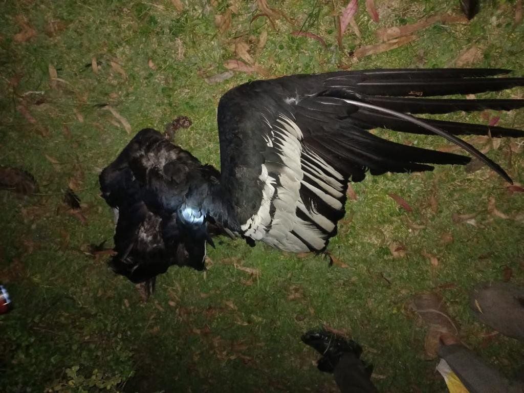 Muerte de cóndor en Imbabura es otro duro golpe para la reducida población de esta ave emblema en Ecuador