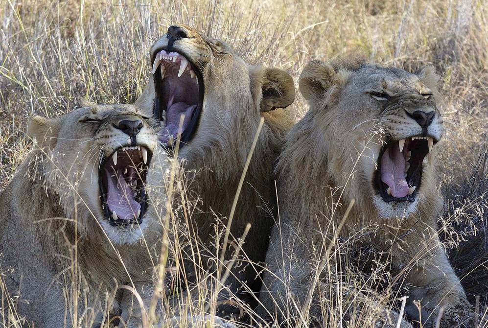 Se agudiza la caza furtiva de leones en África | Ecología | La Revista | El  Universo