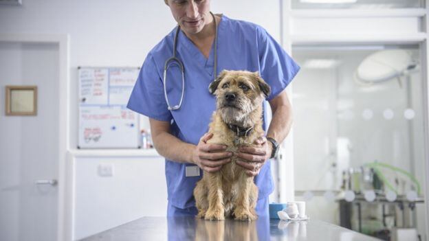 Es importante que le hagas un chequeo médico a tu mascota previamente.