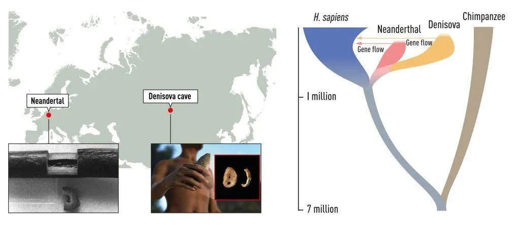 Árbol filogenético que muestra la evolución y la relación entre el Homo sapiens y los homínidos extintos. Foto: nobelprize.org
