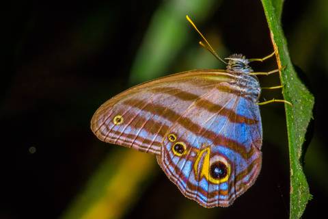 Las mariposas son el tesoro de la investigación de un equipo de biólogas de Ecuador que miden el cambio climático