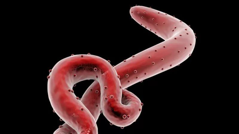 El ébola (en la ilustración) ya ha sido detectado en ojos y testículos de pacientes. GETTY IMAGES