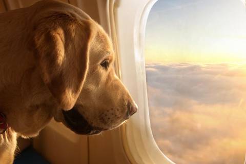 Aerolínea de perros Bark Air enfrenta demanda en Estados Unidos