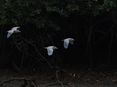 Ministerio del Ambiente confirmó brote de influenza aviar en manglares de El Morro y activó nuevos protocolos 