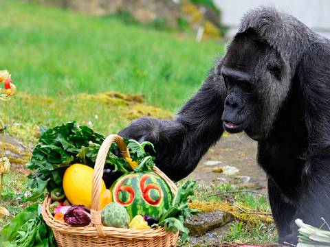 Así es “Fatou”, la gorila más longeva del mundo: en su cumpleaños 66 años, lo celebró en el zoológico de Berlín con muchos obsequios de sus cuidadores
