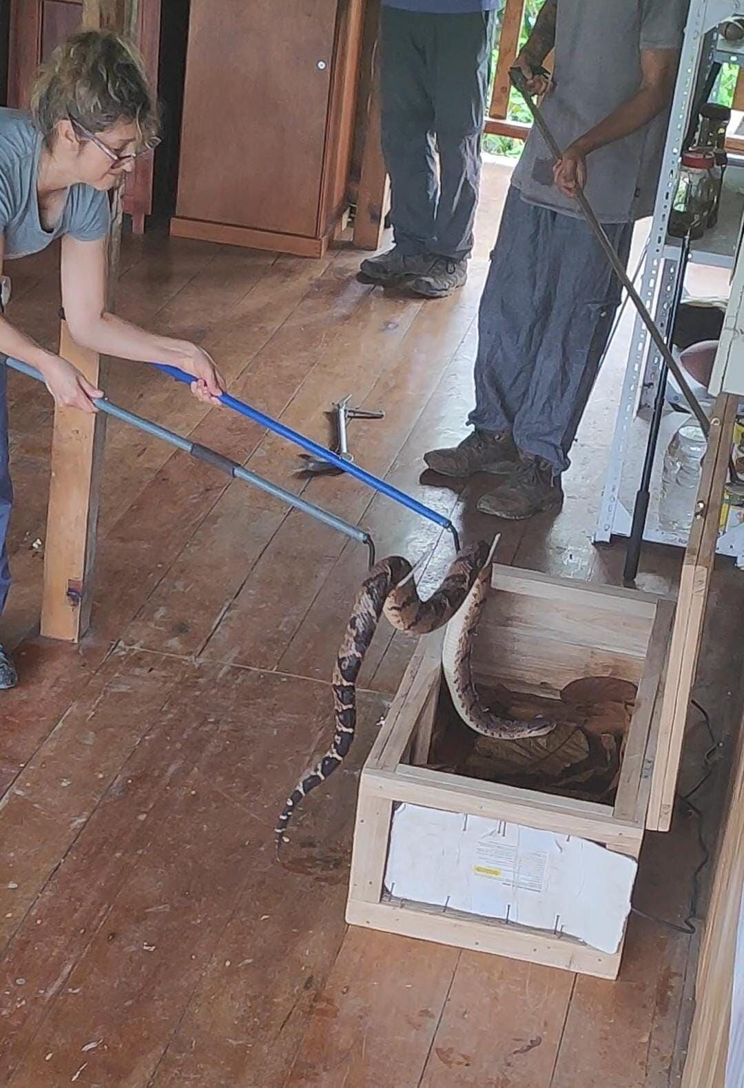 Luego de la intervención, la serpiente descansó un mes antes de ser liberada.