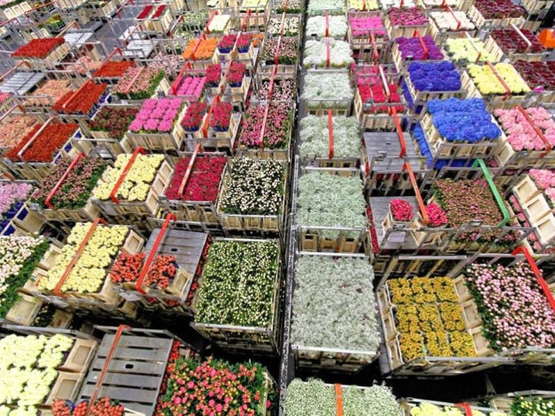 Ecuador exportó 5,54 % más flores por San Valentín, pero precios no acompañaron y recibió 5 % menos divisas que en 2022