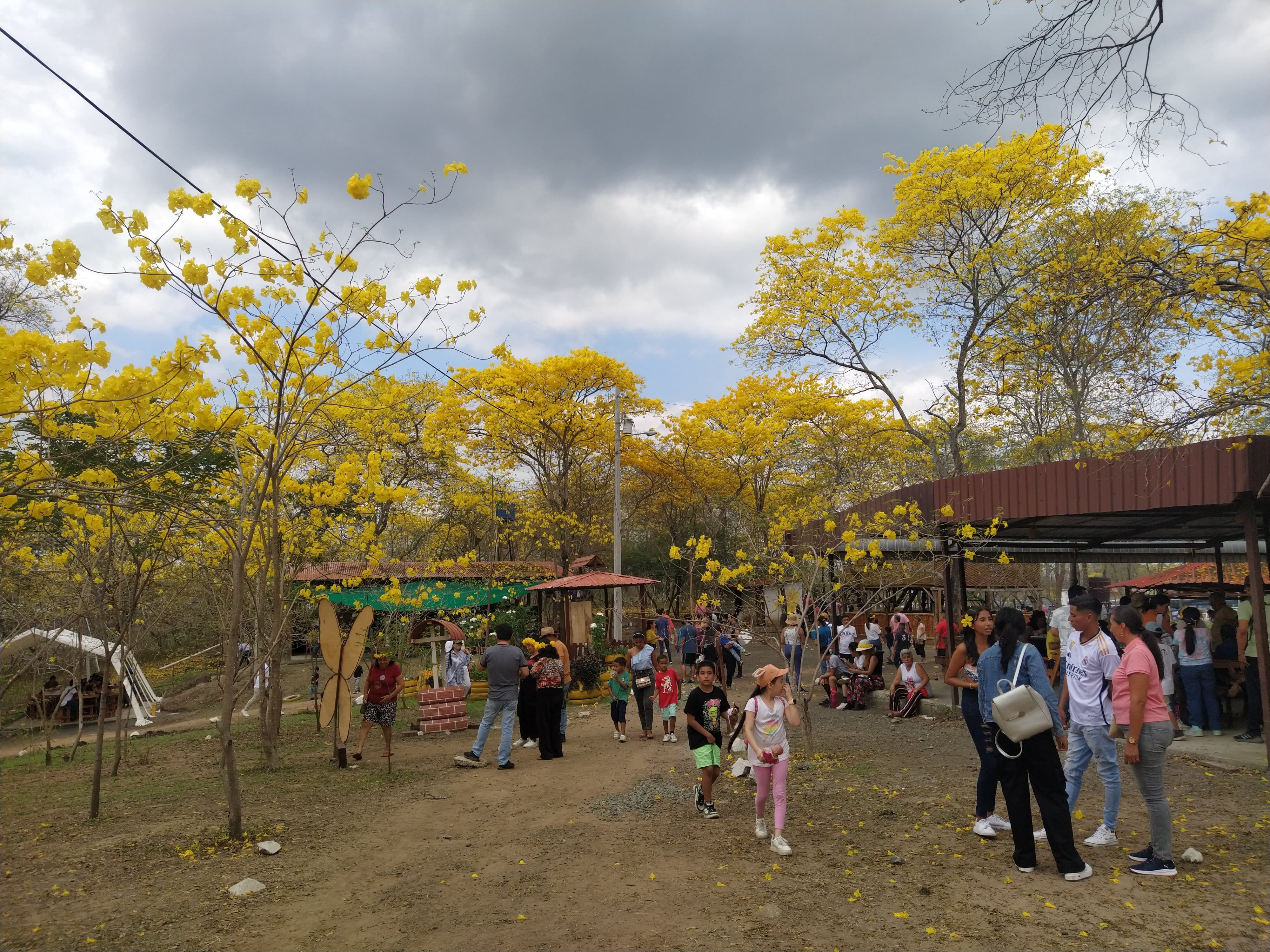 La Hacienda Las Habras (Colimes) recibe a turistas que se acercan a admirar el florecimiento de los guayacanes.