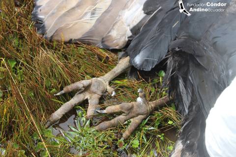 Encuentran cadáver de cóndor en páramo de la provincia de Napo