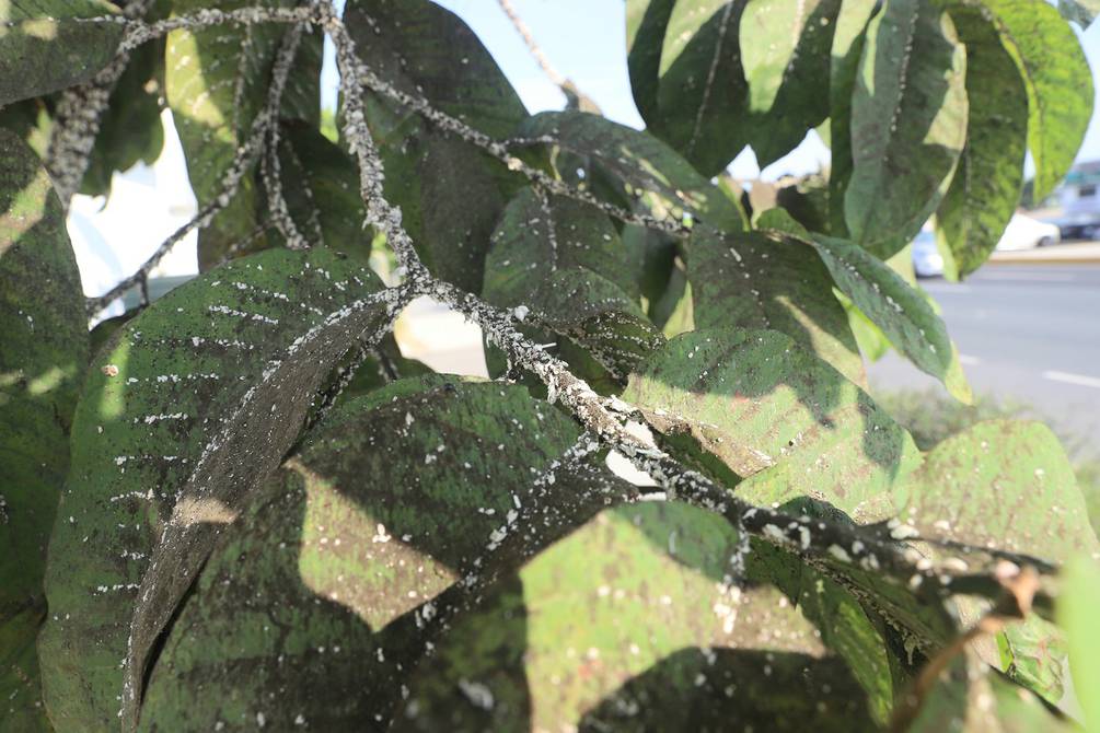 Árboles siguen afectados por una serie de plagas en Guayaquil y Samborondón  | Comunidad | Guayaquil | El Universo