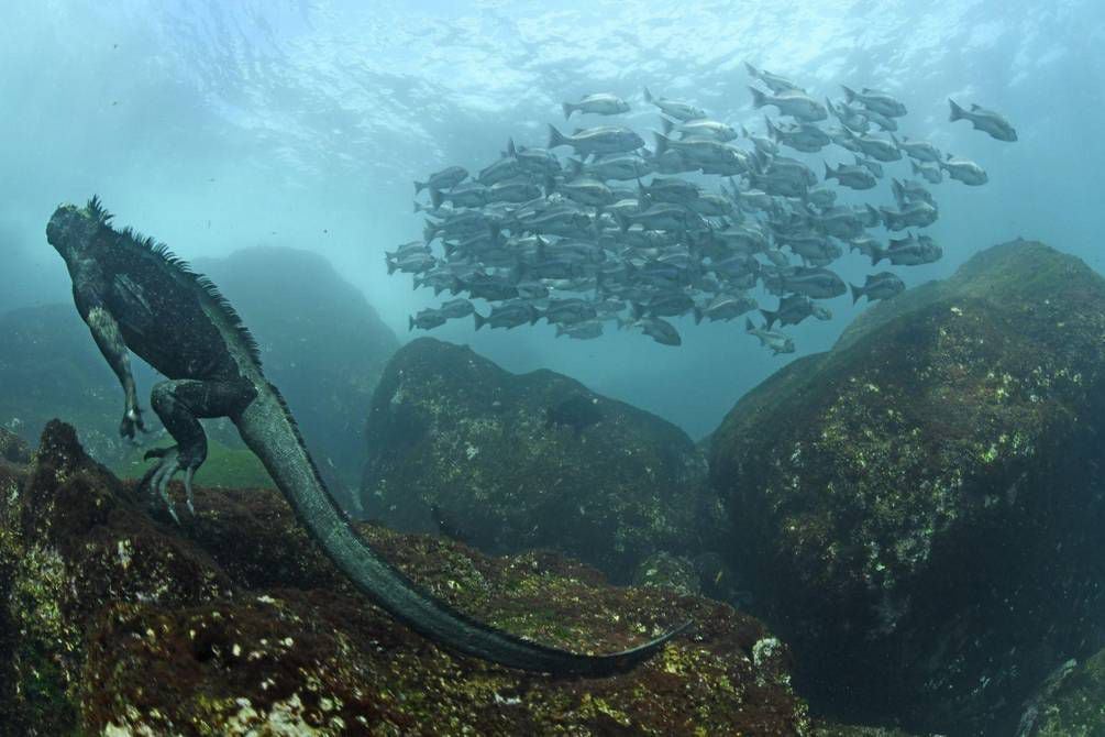 Que los ecuatorianos se empoderen del océano es uno de los objetivos del Consejo Marítimo Ciudadano