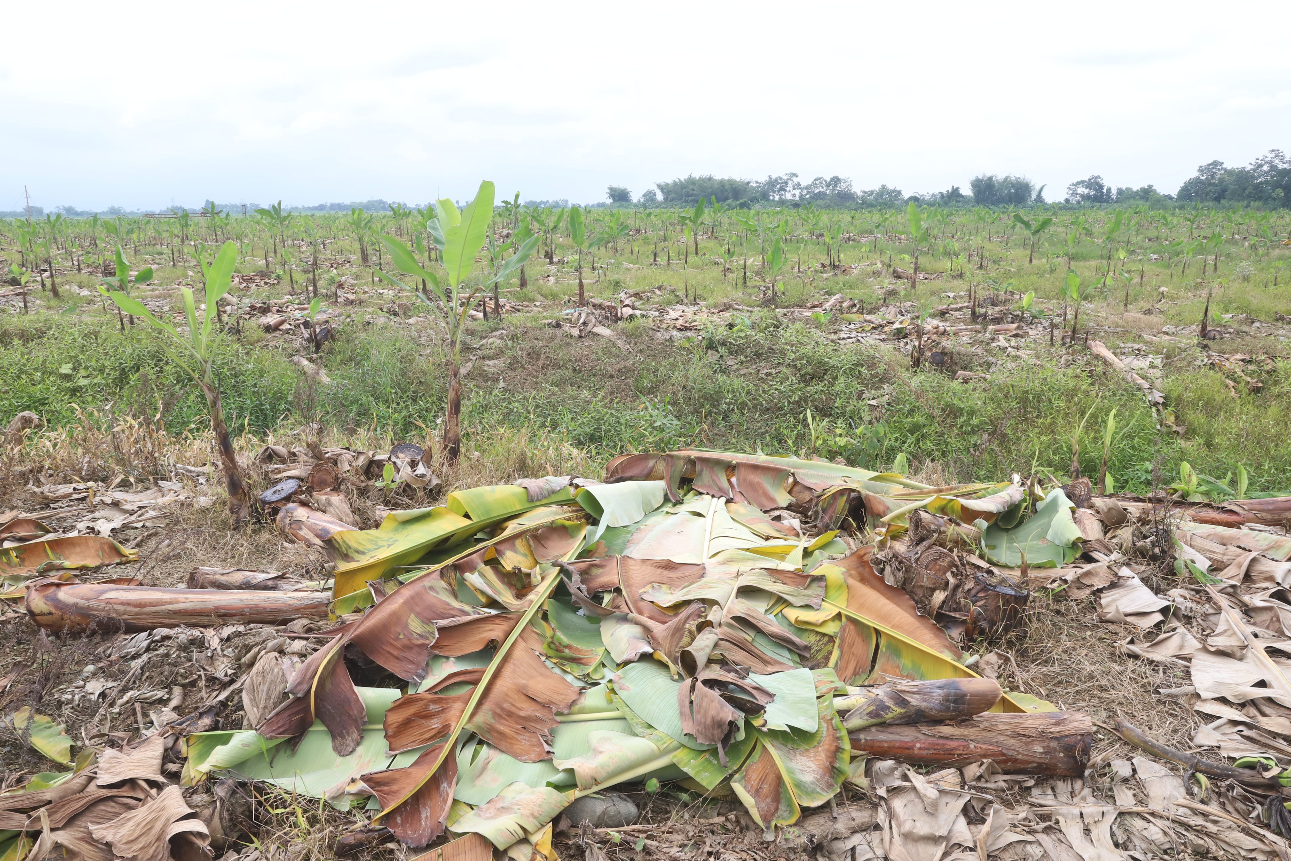 El ‘vampireo’ con el que se busca revivir finca La Clementina