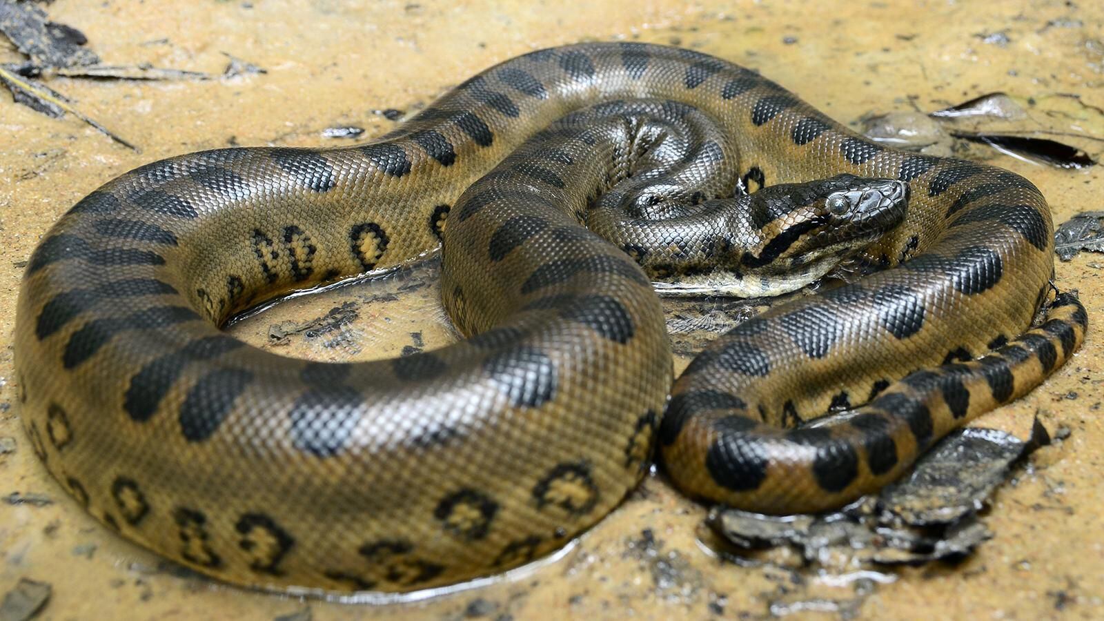La anaconda tiene un color verde oscuro, con marcas ovales de color negro y dorado. Foto: La Reserba