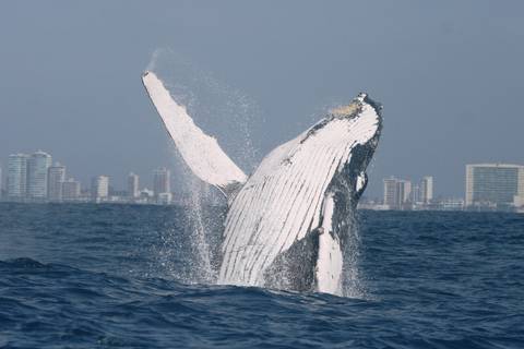 Avistamiento de ballenas en Santa Elena
