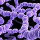 Crece en Japón el número de contagiados con la bacteria estreptococo A