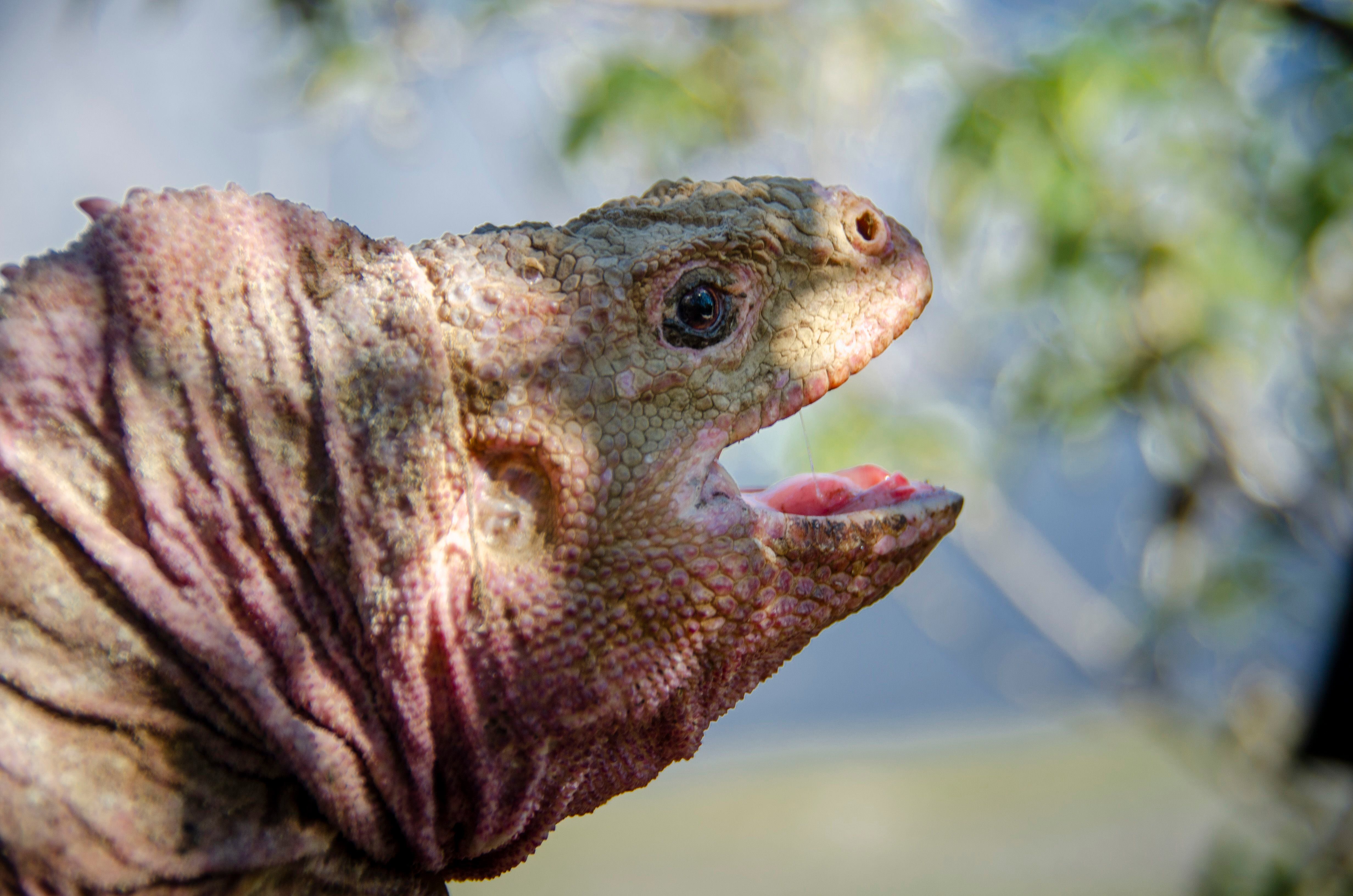 La iguana rosada es endémica del norte de la isla Isabela, la más extensa del archipiélago de Galápagos.