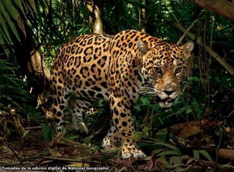 Un jaguar va a la caza de su presa favorita, los conocidos como saínos (cerdos) de monte. Para los indígenas son espíritus ancestrales que los orientan en los sueños. Representan la abundancia para el bosque.