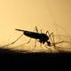 Por qué los mosquitos se acercan más a unas personas que a otras