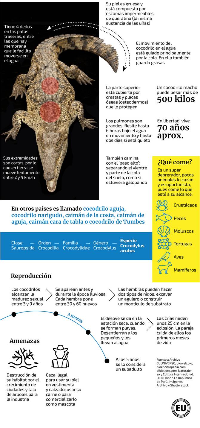 Animales en peligro de extinción en Ecuador: cocodrilo de la costa |  Ecología | La Revista | El Universo