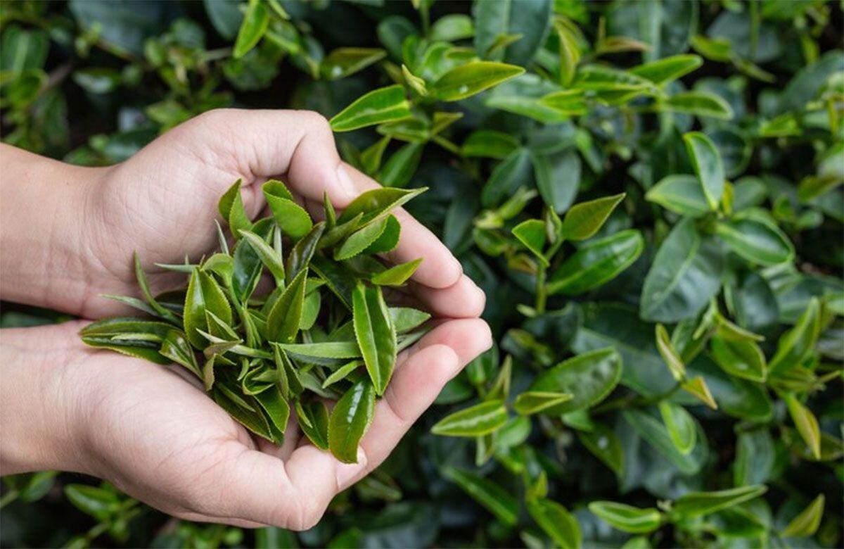 El té verde es un producto derivado de la planta Camellia sinensis y brinda múltiples beneficios a la salud. Foto: Freepik.