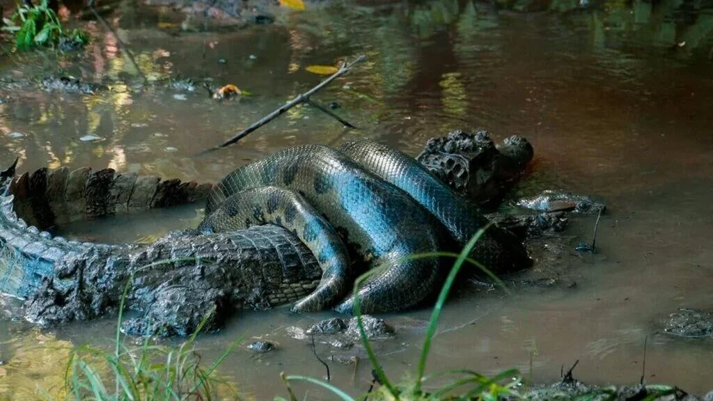 Una anaconda asfixiando a un cocodrilo. Foto: Animales Salvajes