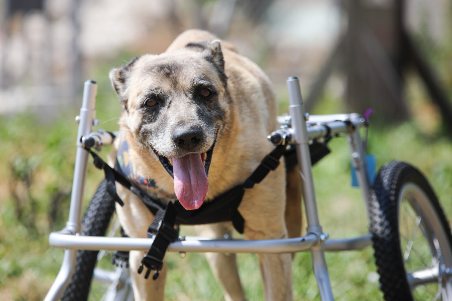 Las sillas de ruedas para mascotas son uno de los productos más solicitados.