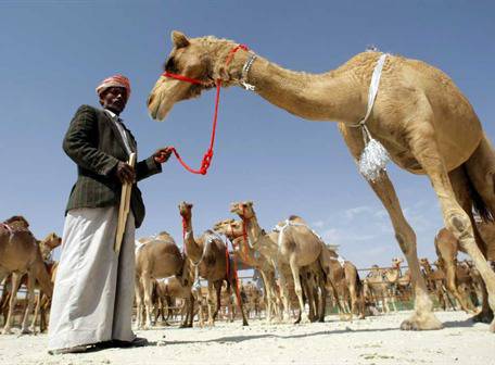 Comercializan hamburguesas de carne de camello | Salud | La Revista | El  Universo