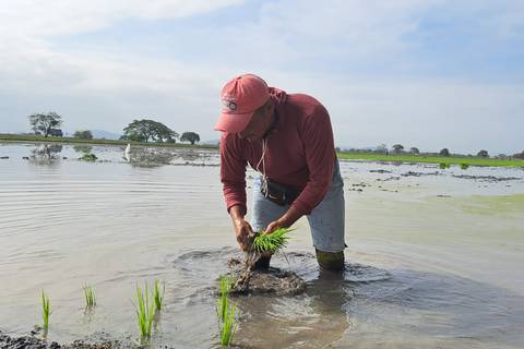 Industriales piden a Agrocalidad el estudio científico que detectó metal tóxico en muestras de arroz de tres provincias