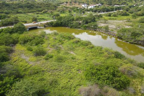 Según la fundación Oloncito, empresa de Lavinia Valbonesi levantará parte de un proyecto inmobiliario en un bosque protector: han talado árboles y manglar