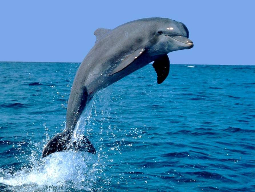 Los delfines y leones marinos de combate de Crimea pasan al servicio de  Rusia | Internacional | Noticias | El Universo