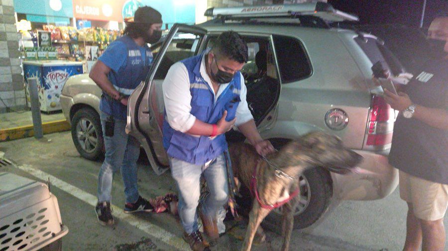 Recuperan a cinco perros y dos gatos tras denuncia de maltrato animal en la ciudadela Las Cumbres