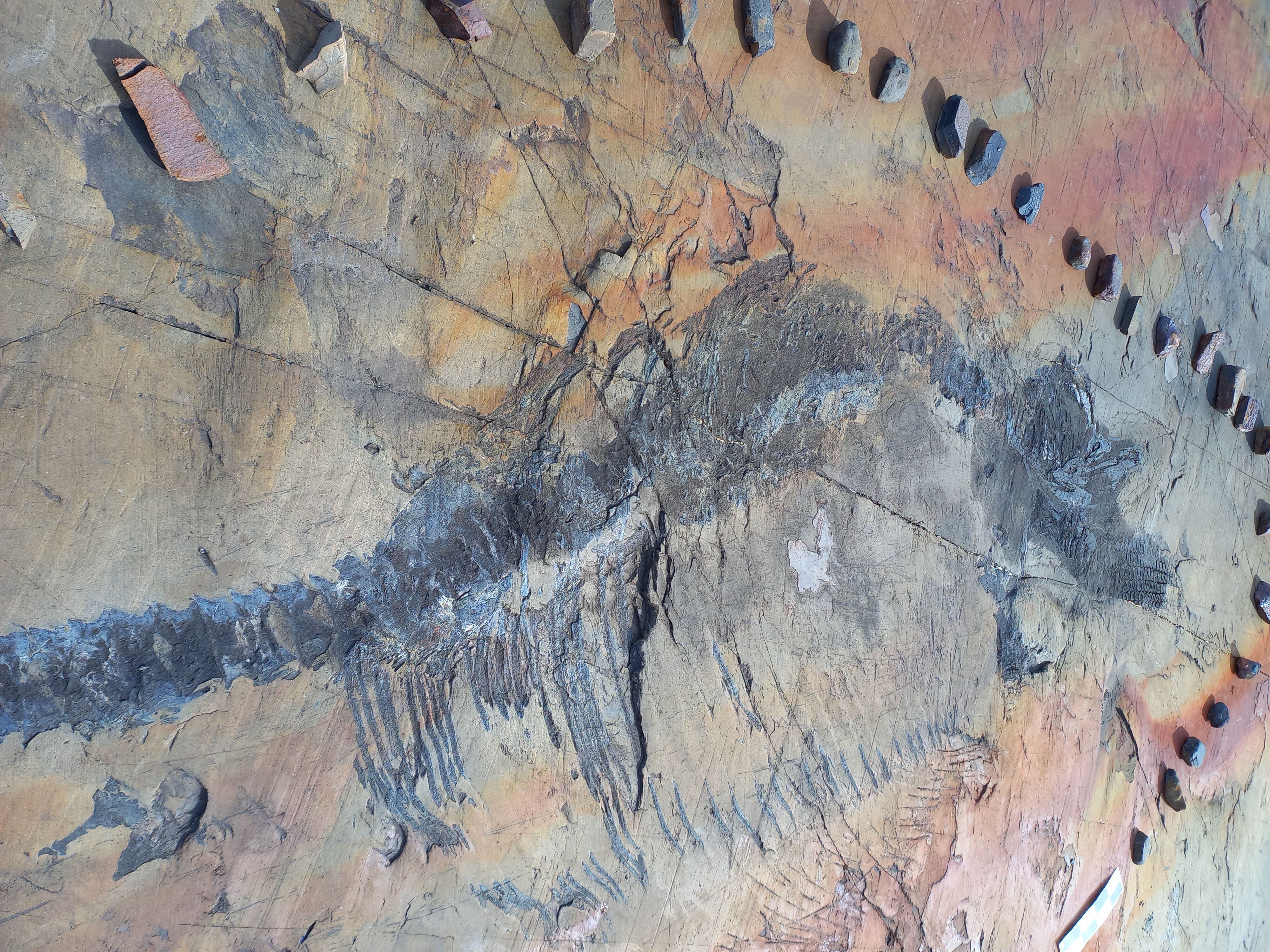 Un fotografía cedida por la Universidad de Magallanes que muestra los restos fósiles de una hembra preñada de ictiosaurio, bautizado como Fiona, en el glaciar Tyndall, ubicado en el parque nacional Torres del Paine en la Patagonia (Chile). EFE/ Universidad Magallanes 