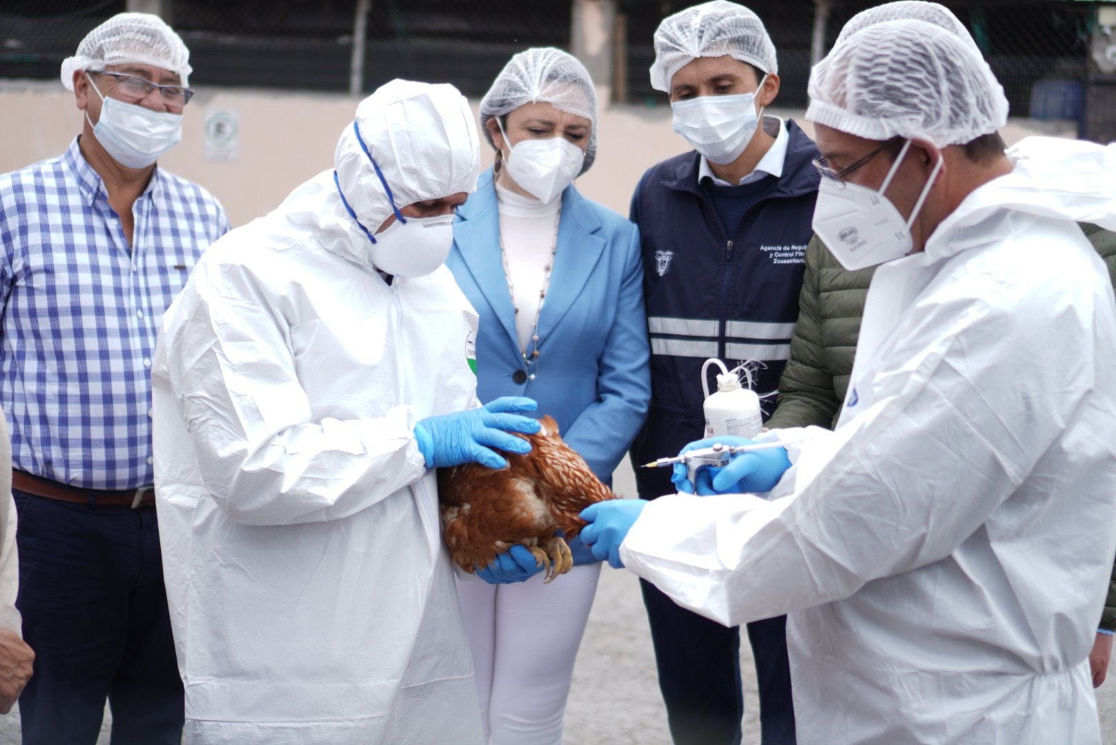 Con 662.850 aves inoculadas cierran los primeros ocho días de la vacunación contra la gripe aviar 