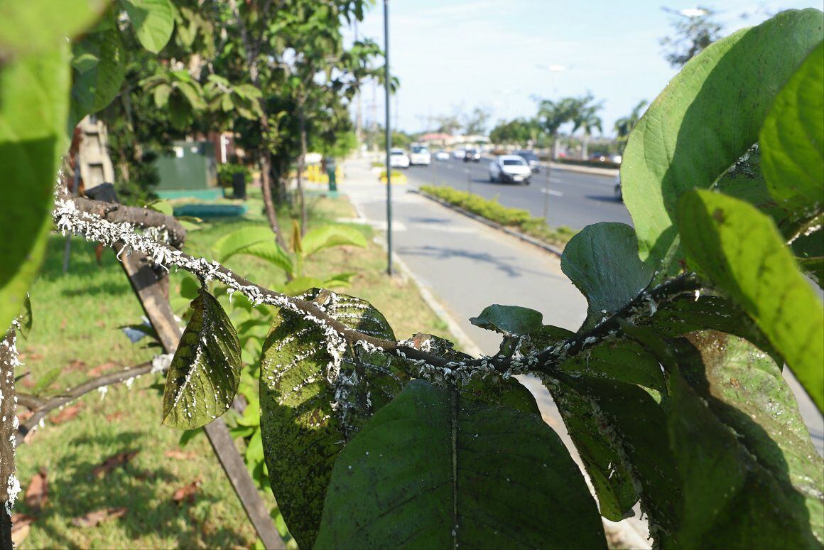 La cochinilla, la plaga que afecta a los árboles en Guayaquil y que es  visible en el tronco y en las ramas de diversas especies, ya que su color blanco cubre muchos espacios.