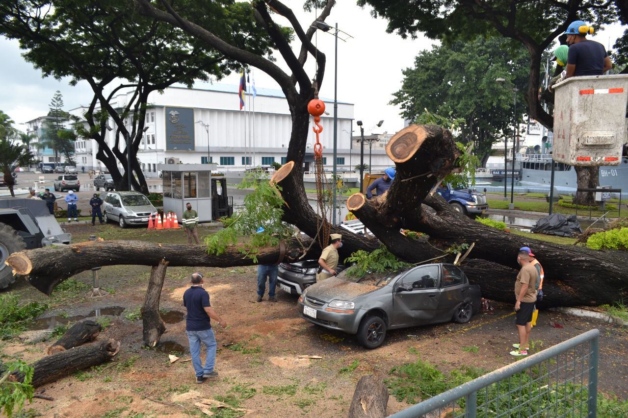 La temporada lluviosa provoca la caída de entre 120 y 150 árboles cada año en todo Guayaquil