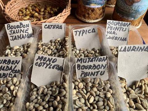 En Madagascar codician el café que se hace con granos escupidos por murciélagos