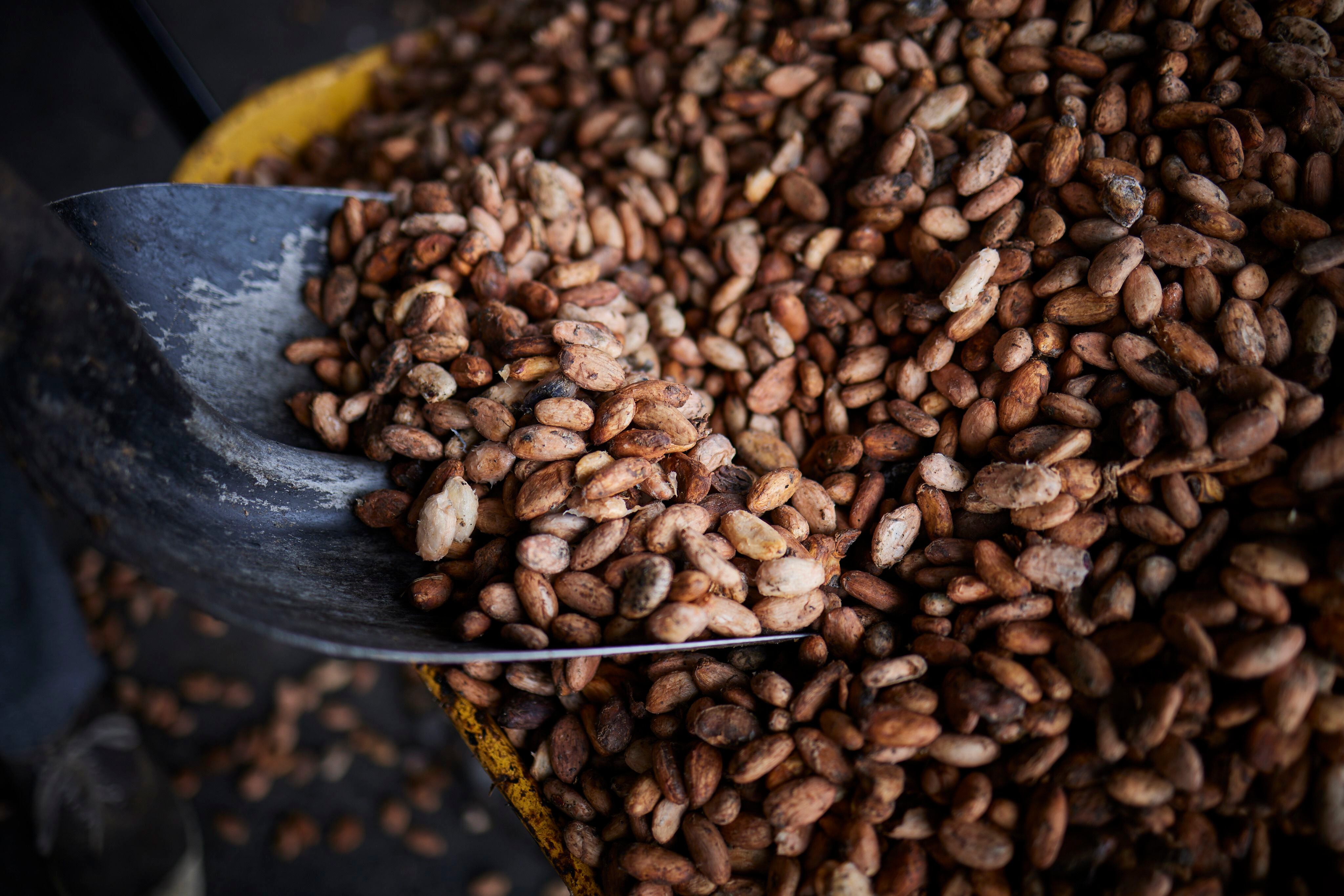 El cacao es cosechado y luego pasa a un proceso de secado y acopio para finalmente ser vendido a un mayor valor.