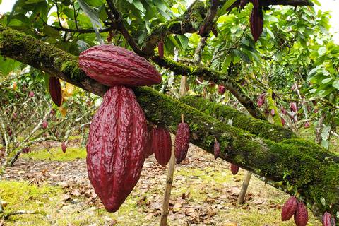 ¿En cuánto está el precio del quintal del cacao que recibe el productor en Ecuador?
