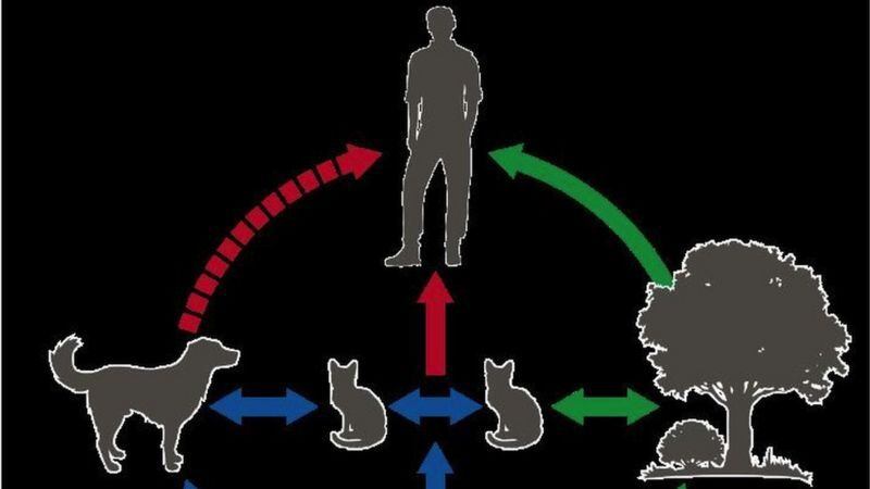 CENTROS DE CONTROL DE ENFERMEDADES DE EE.UU.` Los ciclos de transmisión del Sporothrix brasiliensis comprenden una intrincada red de contactos entre plantas, gatos, ratas, perros y humanos.