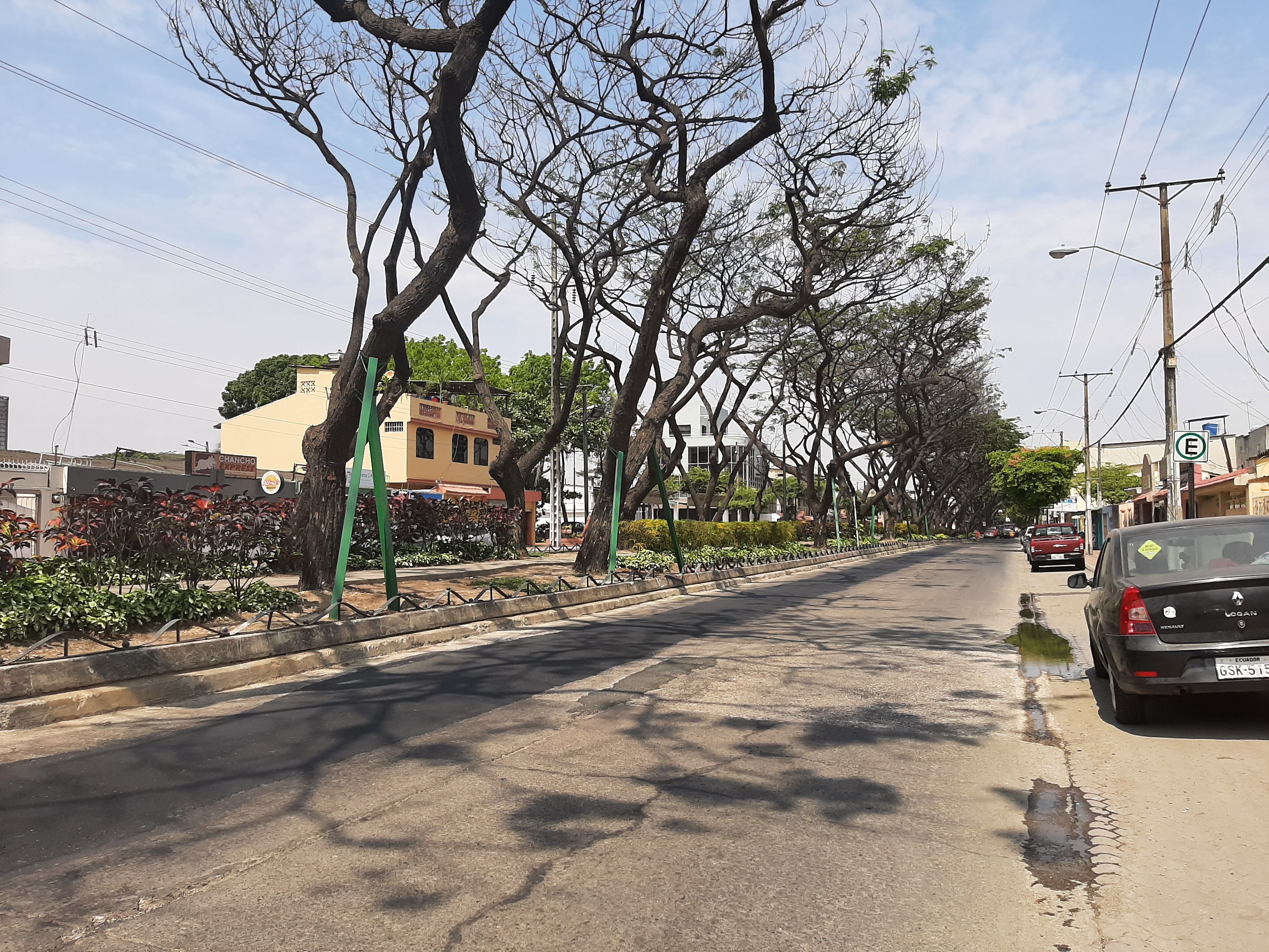 La cochinilla ataca árboles añosos en la zona norte de Guayaquil. Con tratamiento se busca salvarlos