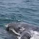 En las costas de Puerto López, en Ecuador, ya se divisa la primera presencia masiva de ballenas jorobadas de la temporada