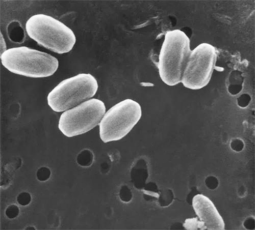 Bacteria Bacillus pumilus SAFR-032. Foto: NASA